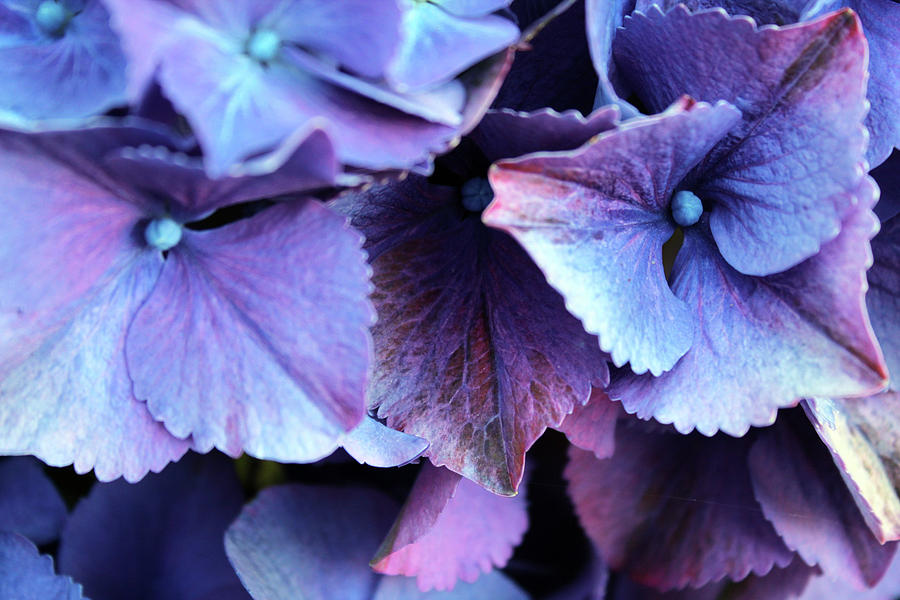 Devil's Lake Hydrangea 2 Photograph by Shannon Young - Pixels