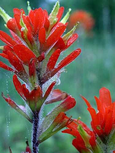 Devil's Paintbrush Photograph by Catherine Kelly | Fine Art America