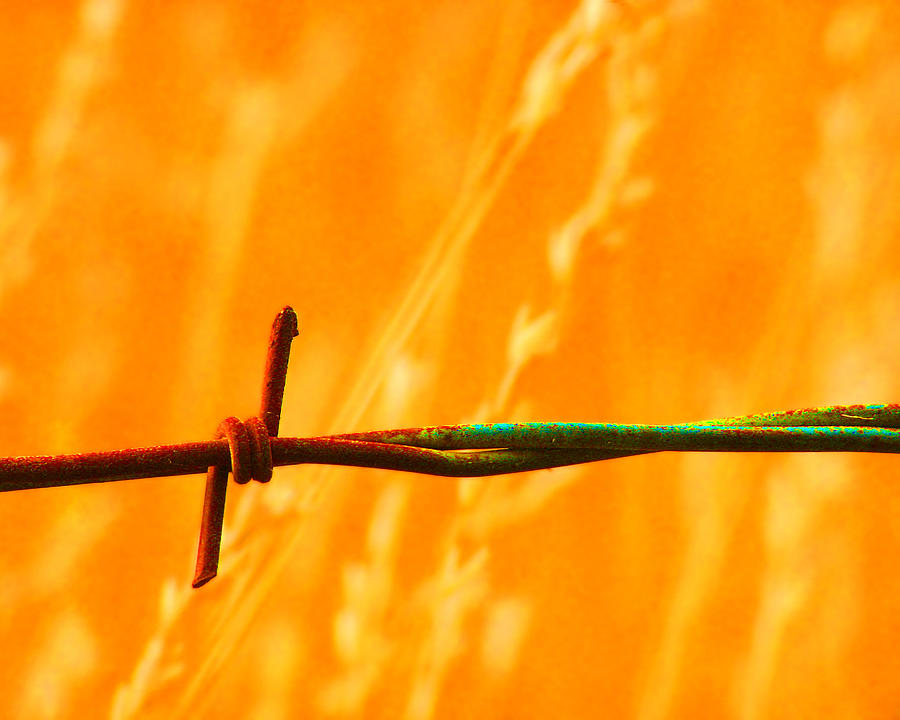 Devils Rope -- Barbed Wire Fence in Atascadero, Califorinia Photograph by Darin Volpe