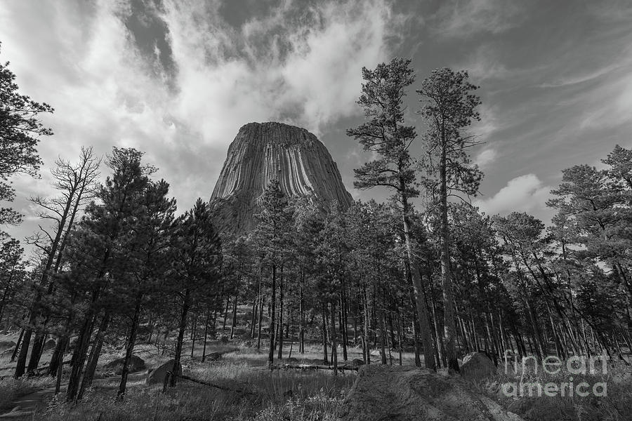 Devils Tower Above The Trees BW Photograph by Michael Ver Sprill