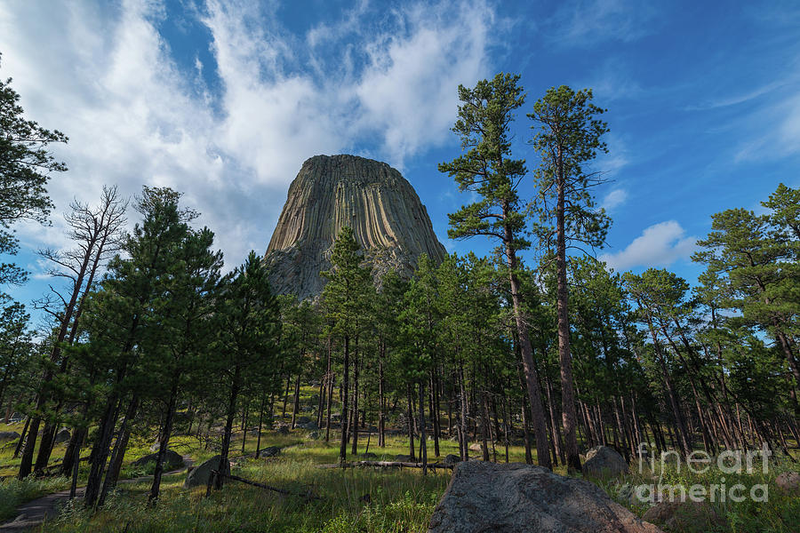 Devils Tower Above The Trees  Photograph by Michael Ver Sprill