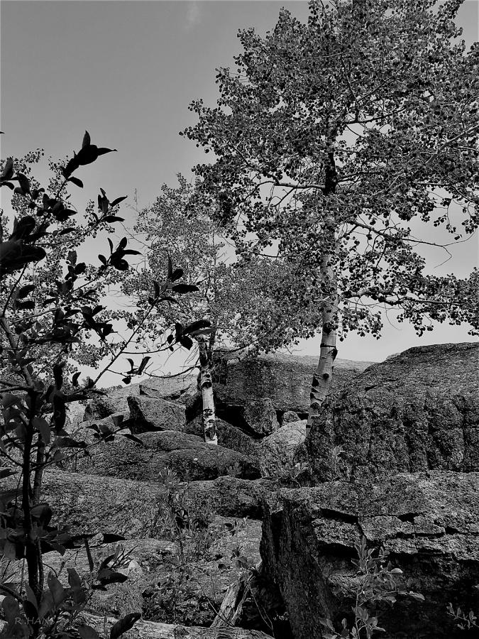 Devils Tower Birch Tree1 B W Photograph by Rob Hans