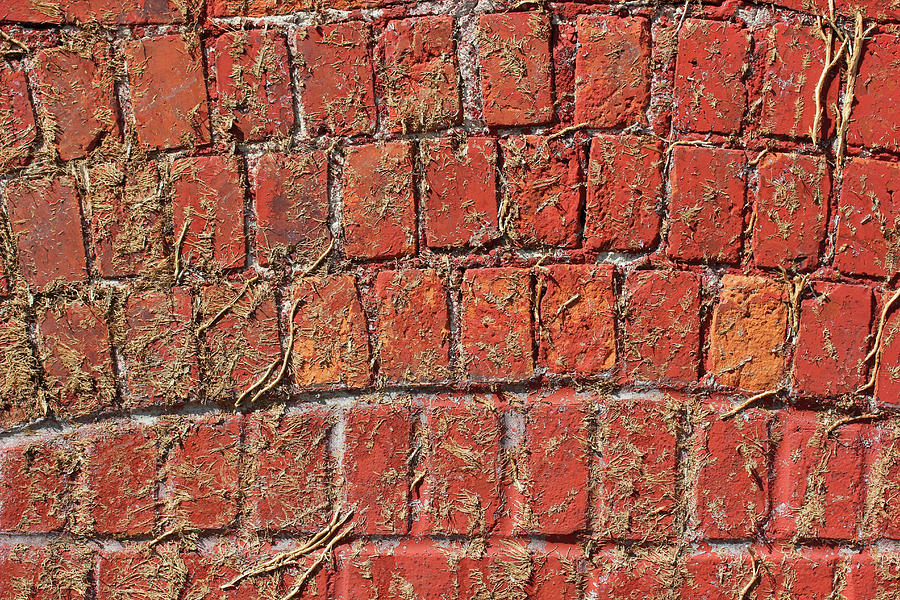Devined Brick Wall Photograph by Mary Bedy