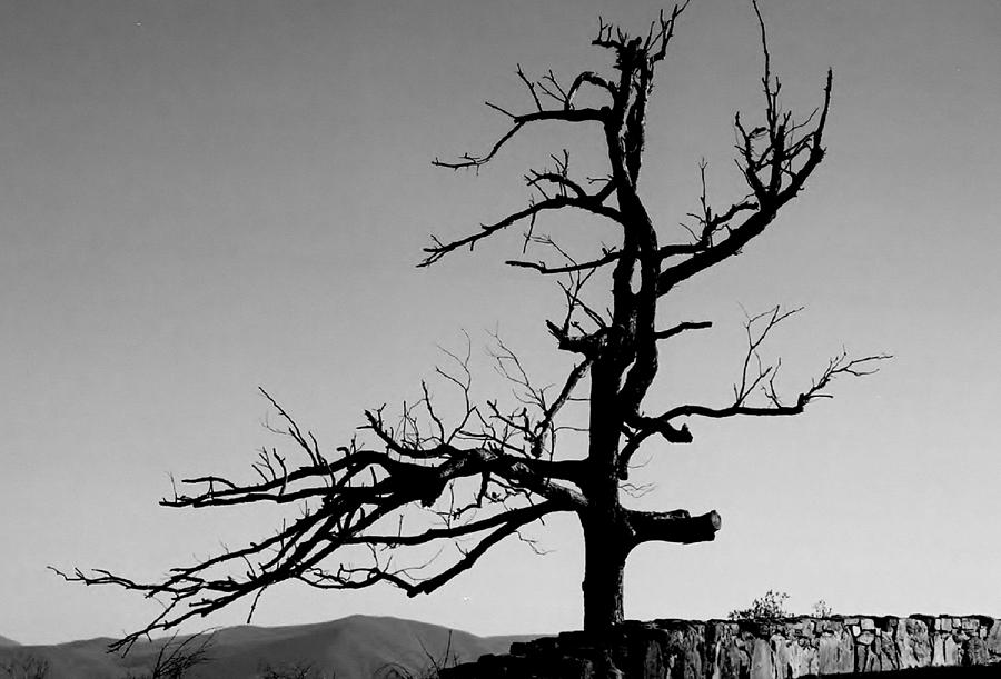Devoid of Life Tree Photograph by Eileen Brymer
