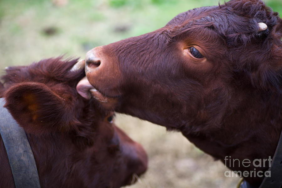 Devon Calves Grooming Photograph by Lara Morrison