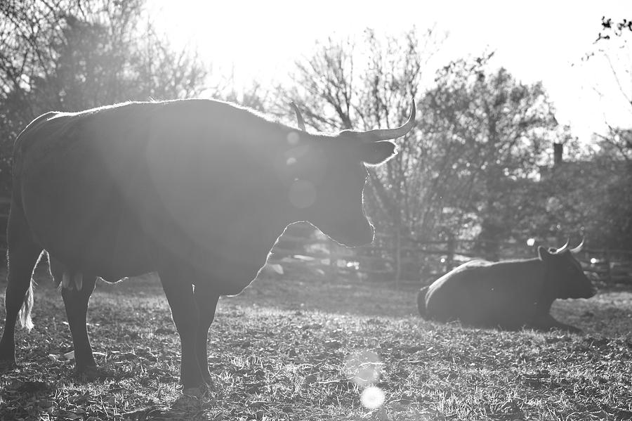 Devon Cows in the Pasture Photograph by Rachel Morrison