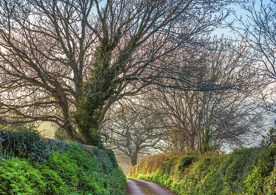 Devon Photograph - Devon Lane by A J Paul Devon Photograph - Devon Lane by A J Paul