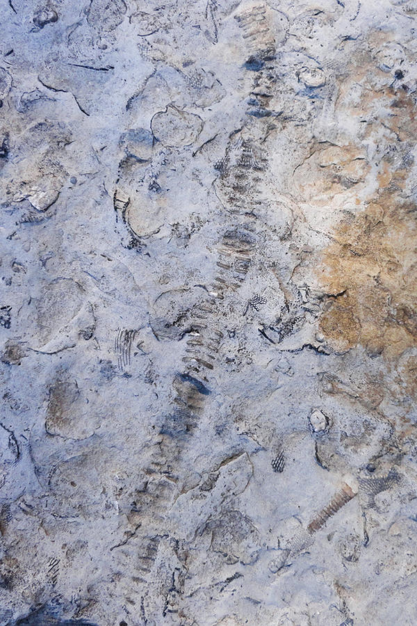 Coralville Lake Photograph - Devonian Fossil Gorge Fossil 03 by Cynthia Woods
