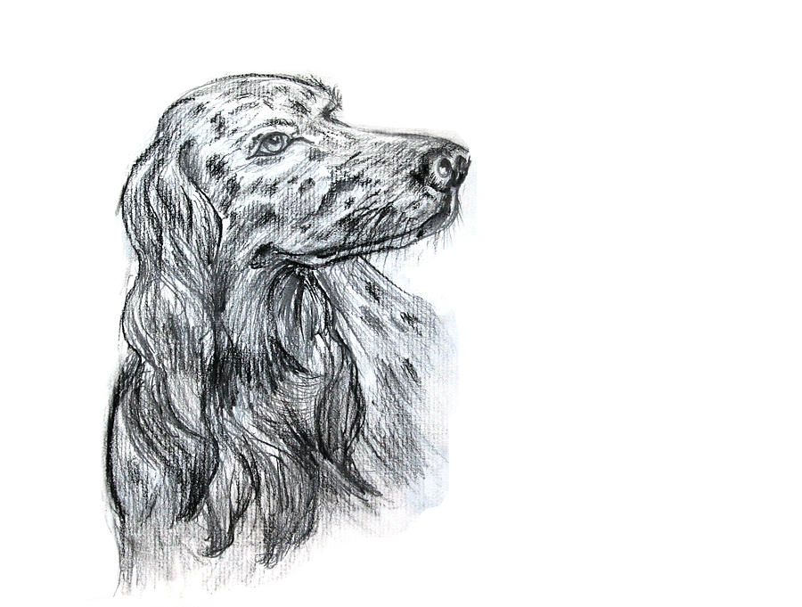 Devoted dog Drawing by Yelena Rubin