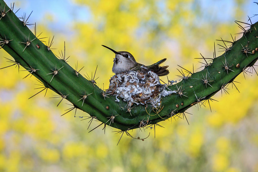 Devoted Mother Photograph by Dennis Swena