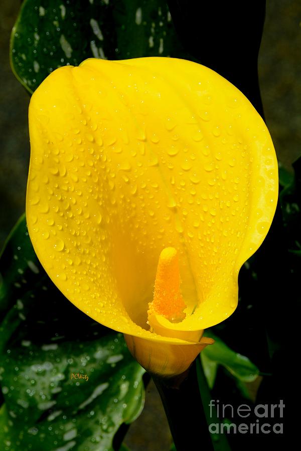 Dew Bathed Calla Lily Photograph by Patrick Witz