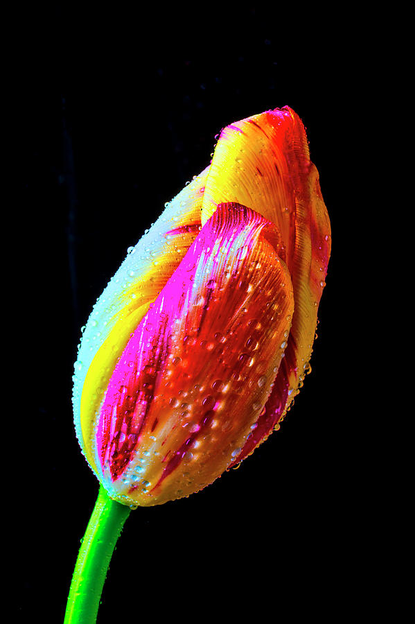 Dew Beaded Tulip Photograph by Garry Gay
