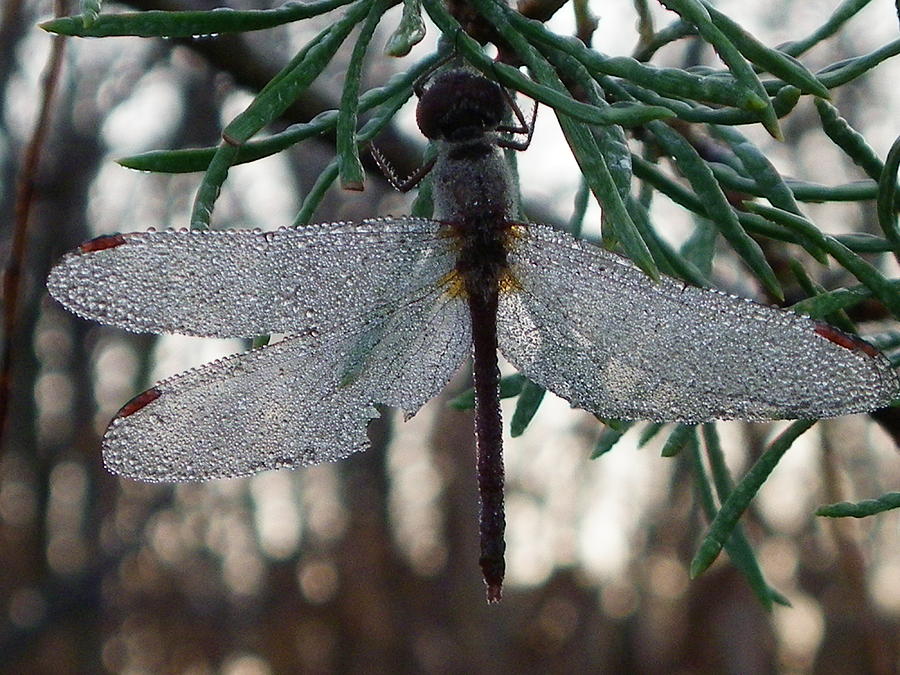 Dew Beaded Wings Photograph by Peggy King