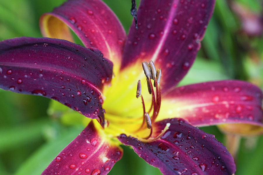 Dew Bejeweled Daylily  Photograph by Kathy Clark
