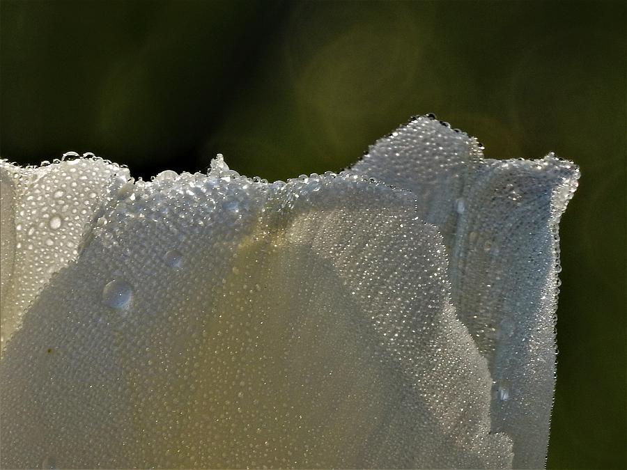 Dew Covered Photograph by Betty-Anne McDonald