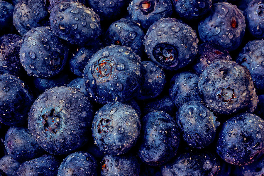 Blueberry Photograph - Dew Covered Blueberries by Garry Gay