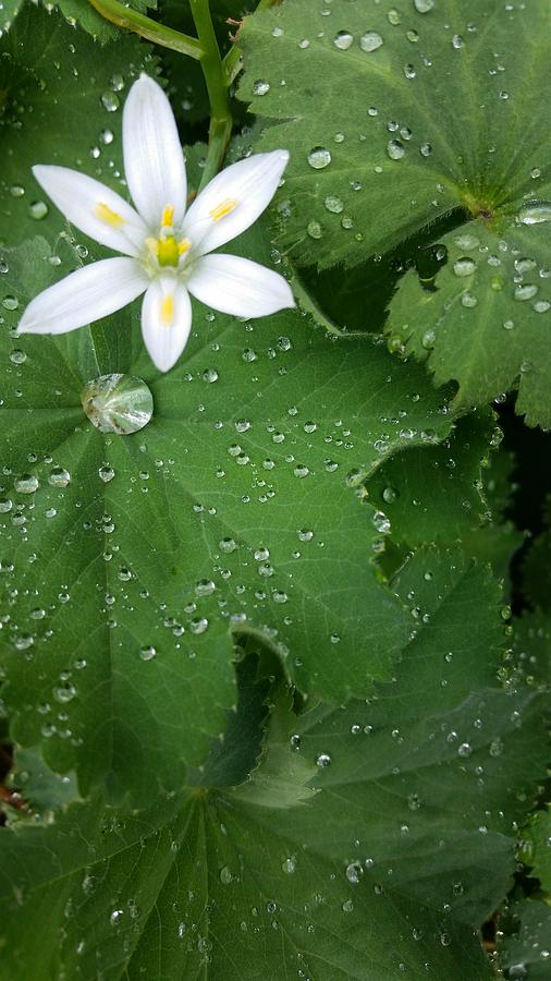 Dew Covered Photograph by Brook Burling