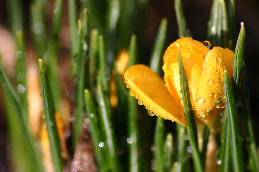 Dew Covered Crocus Photograph by Brook Burling