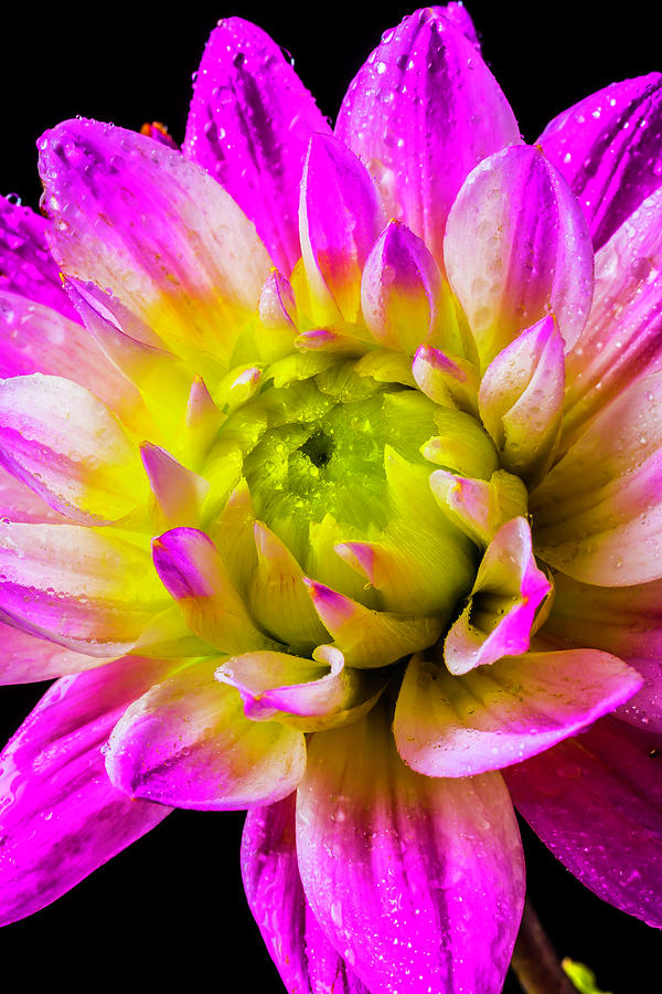 Dew Covered Dahlia Photograph by Garry Gay