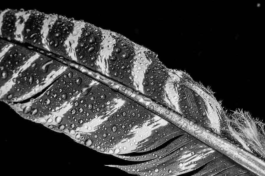 Dew Covered Feather Photograph by Garry Gay