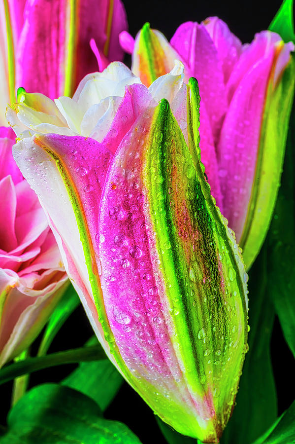Dew Covered Lily Photograph by Garry Gay
