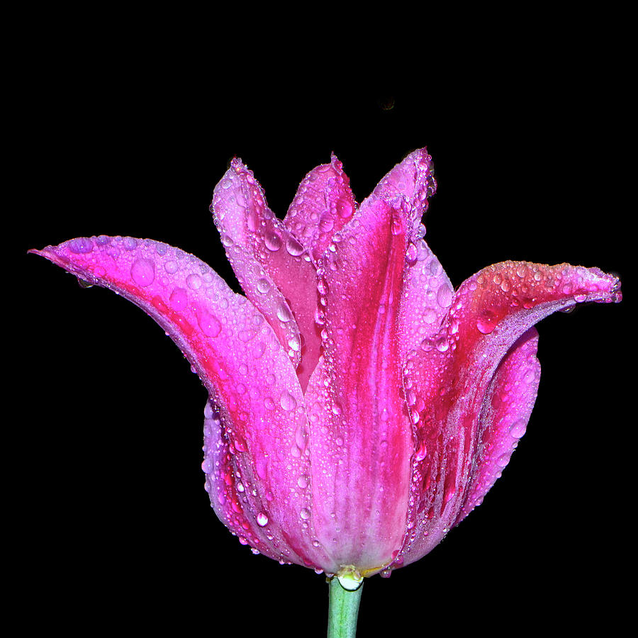 Dew Covered Pink Tulip 015 Photograph by George Bostian