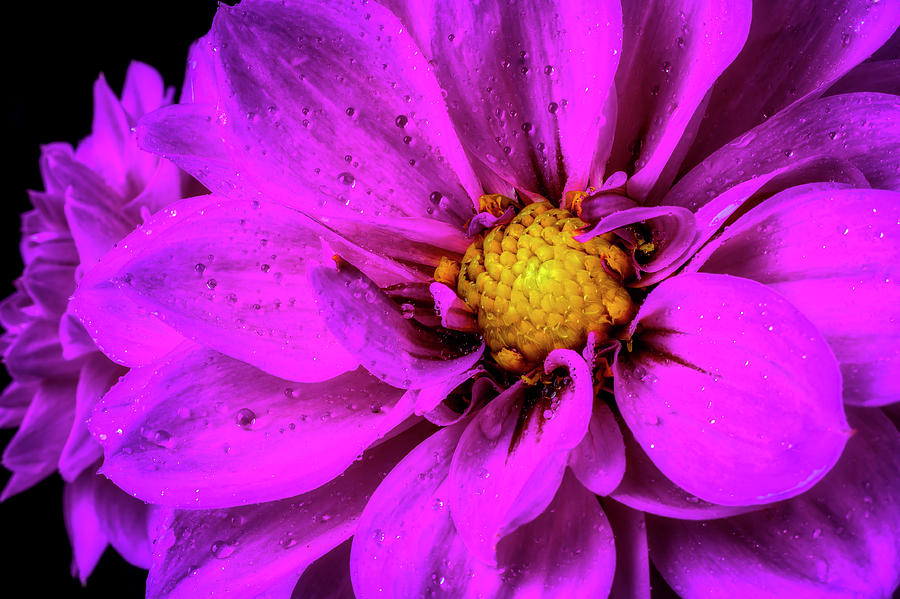 Dew Covered Purple Dahlia Photograph by Garry Gay
