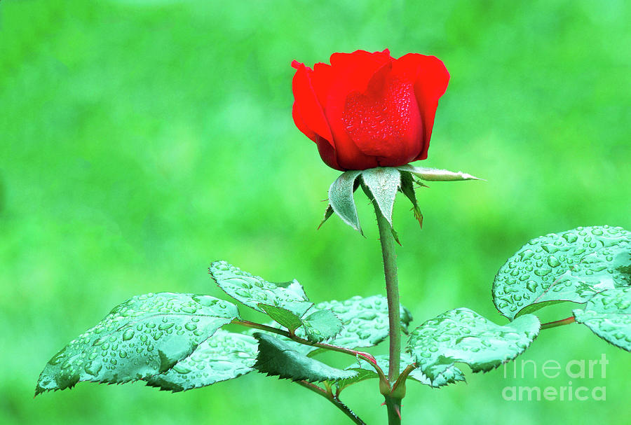 Dew-covered Red Rose Photograph