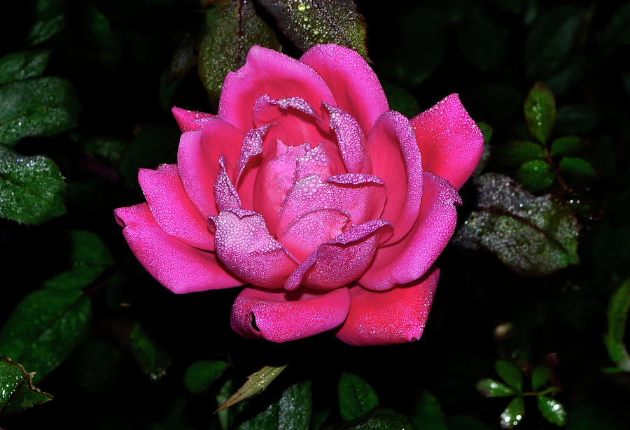Dew Covered Rose 031 Photograph by George Bostian