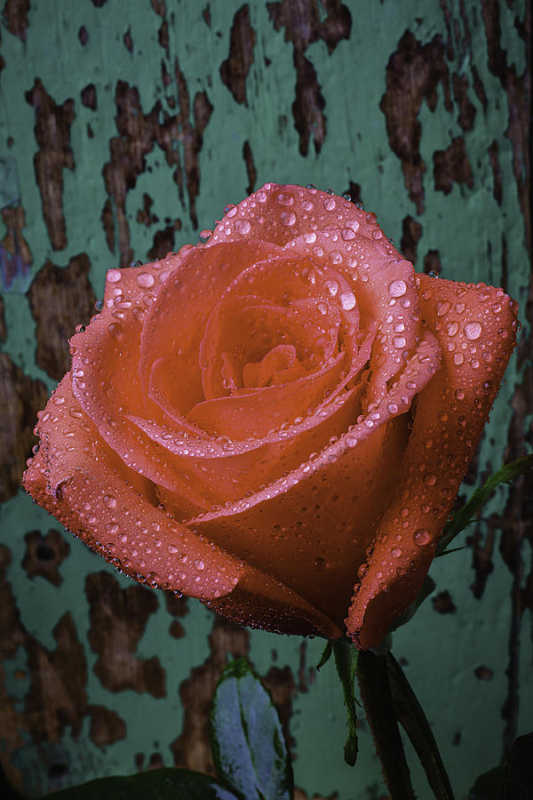 Rose Photograph - Dew Covered Rose by Garry Gay