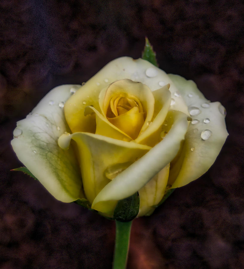 Dew covered rose Photograph by Jane Luxton