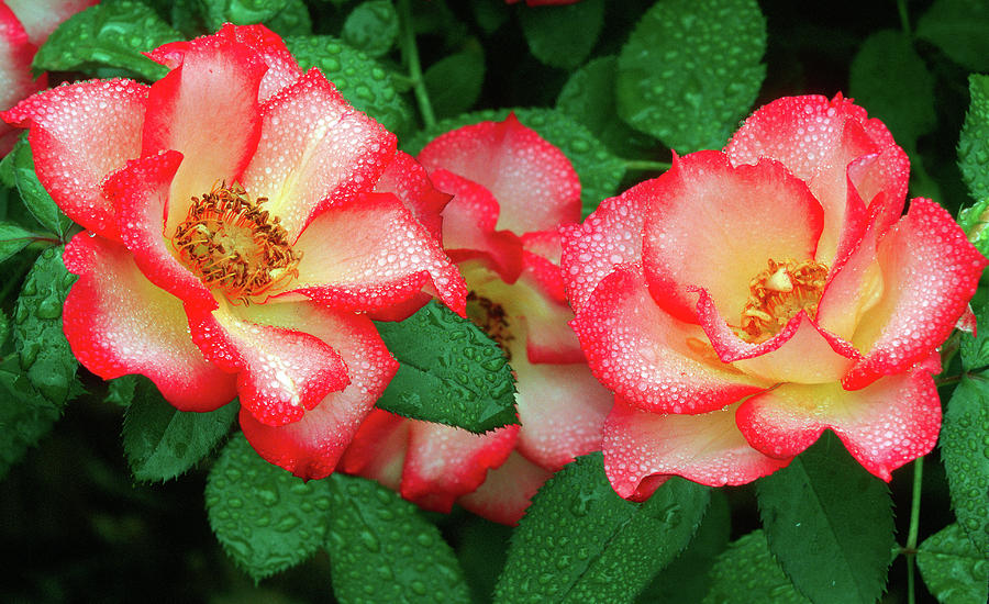 Dew-covered Roses Photograph
