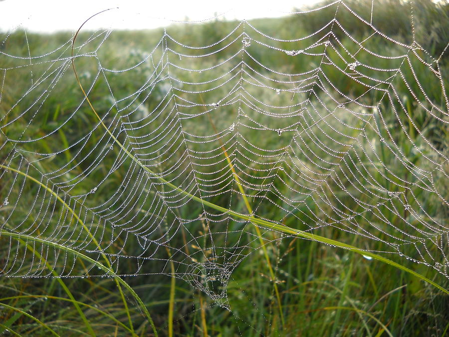 Dew Covered September Spider Web Photograph by Kent Lorentzen