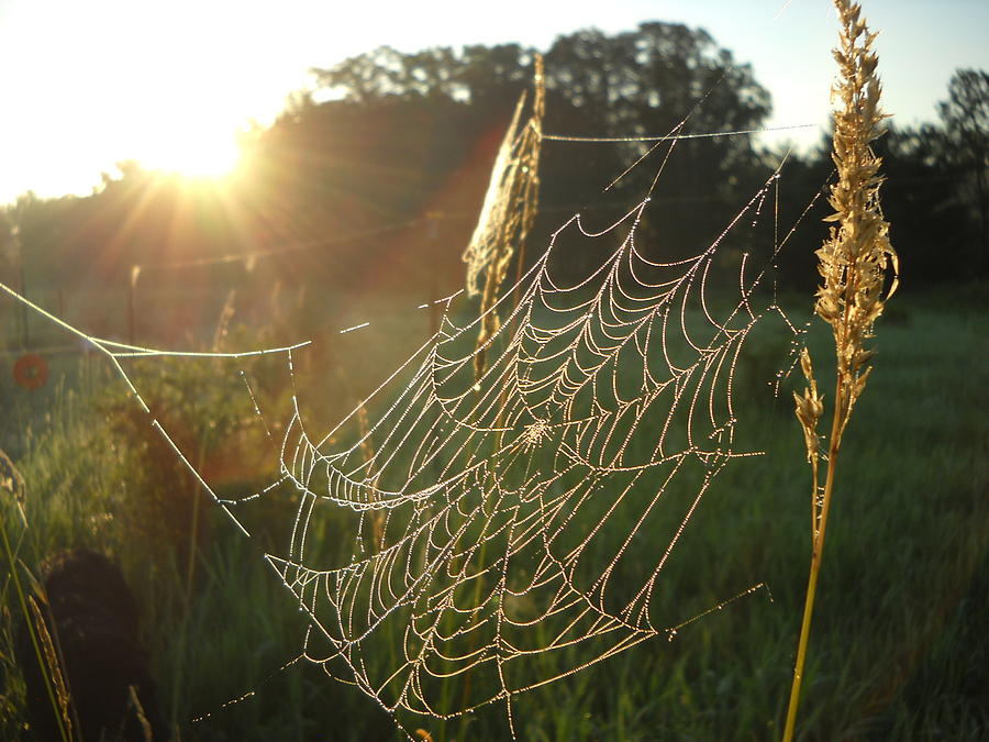 Dew Covered Spider Web at Sunrise Photograph by Kent Lorentzen