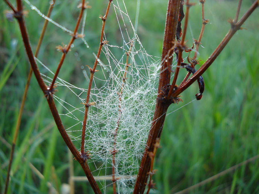 Dew covered spider web Photograph by Kent Lorentzen