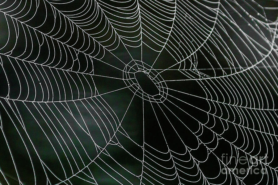 Dew Covered Spider Web Photograph
