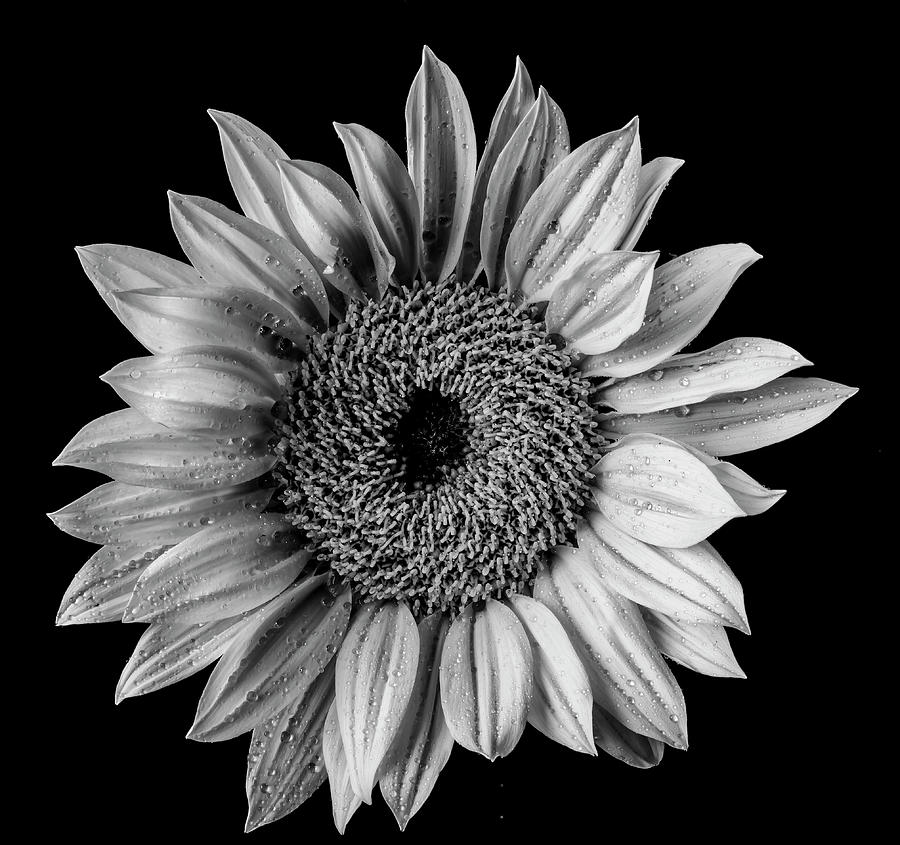 Sunflower Photograph - Dew Covered Sunflower In Black And White by Garry Gay
