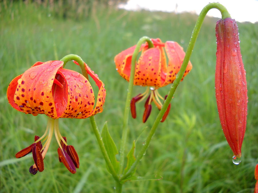 Dew covered Tiger Lilies Photograph by Kent Lorentzen