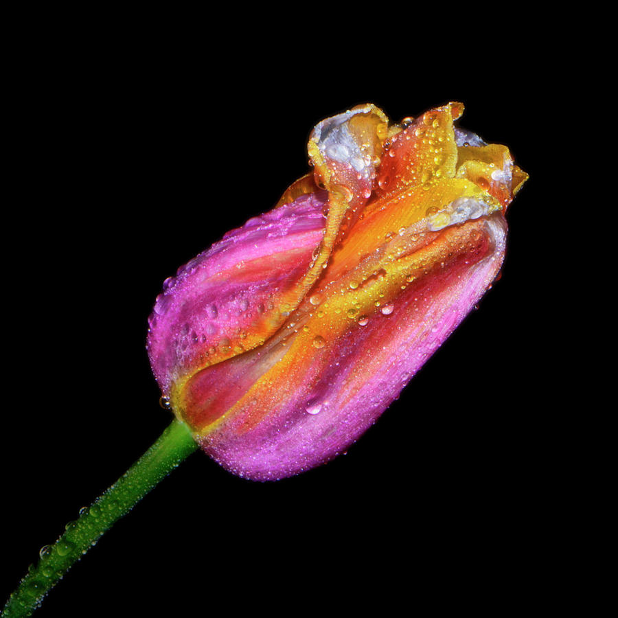 Dew Covered Tulip 010 Photograph by George Bostian