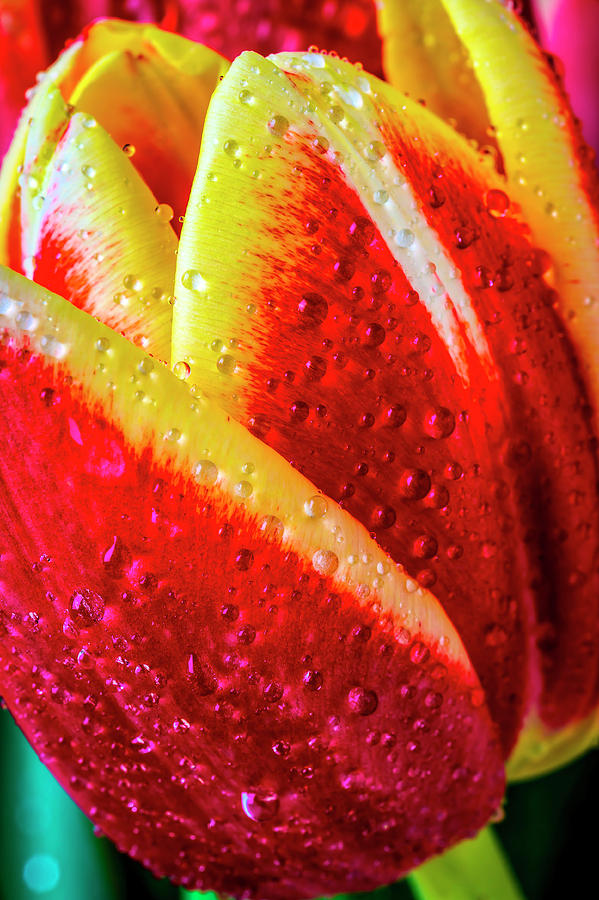 Dew Covered Tulip Close Up Photograph by Garry Gay