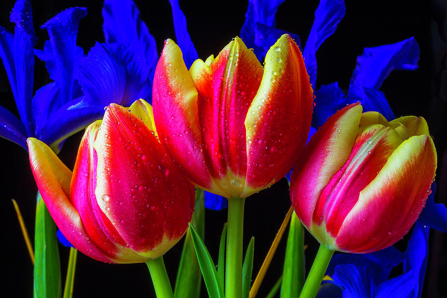 Dew Covered Tulips And Iris Photograph by Garry Gay