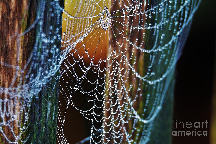 Dew Covered Web Photograph by Julie Adair