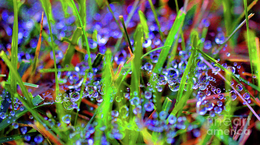 Dew Dance Abstract Photograph by Karen Adams