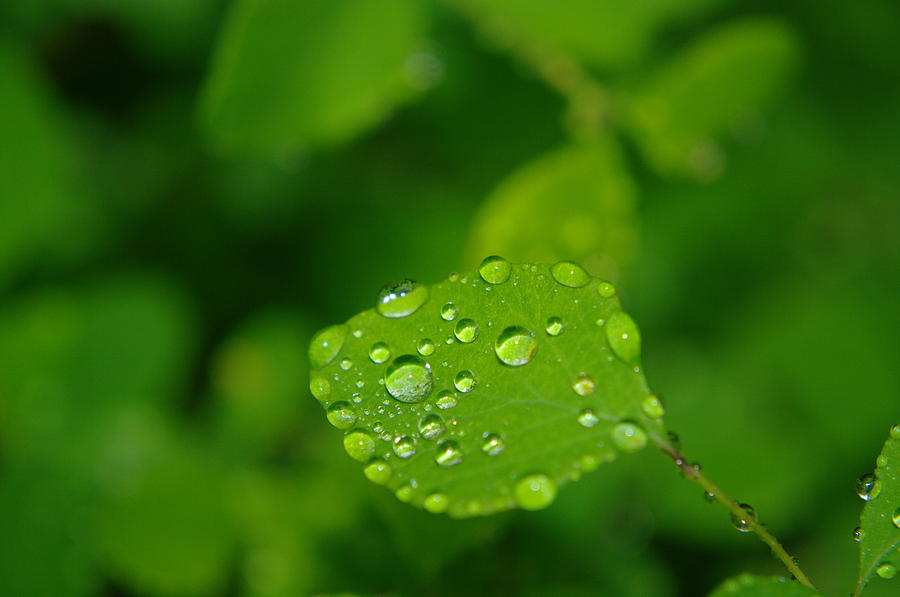 Dew dappled leaf Photograph by Jeff Swan