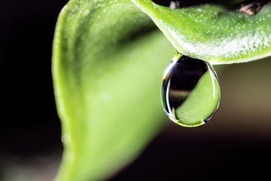 Dew drop Photograph by Brian Hale