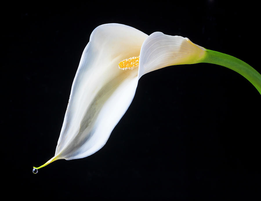 Dew Drop Calla Lily Photograph by Garry Gay