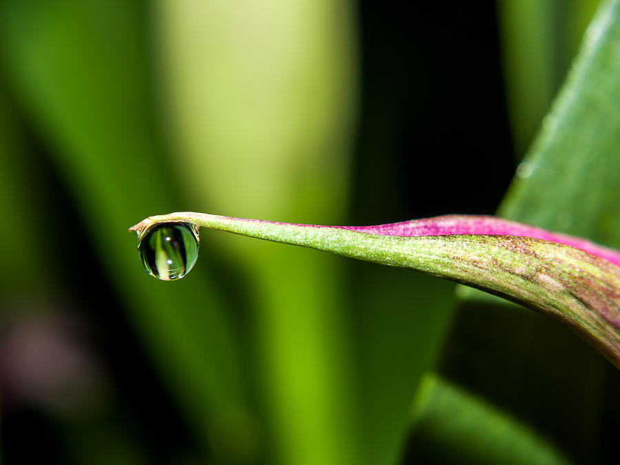 Dew Drop Photograph by Charles Hite