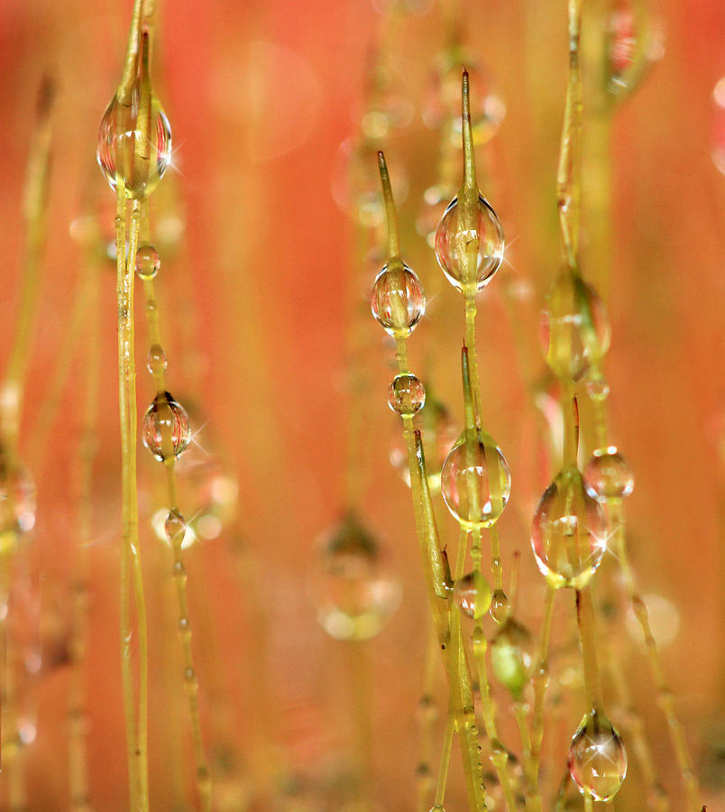 Dew Photograph - Dew drop in  by Angela Tice Gunn
