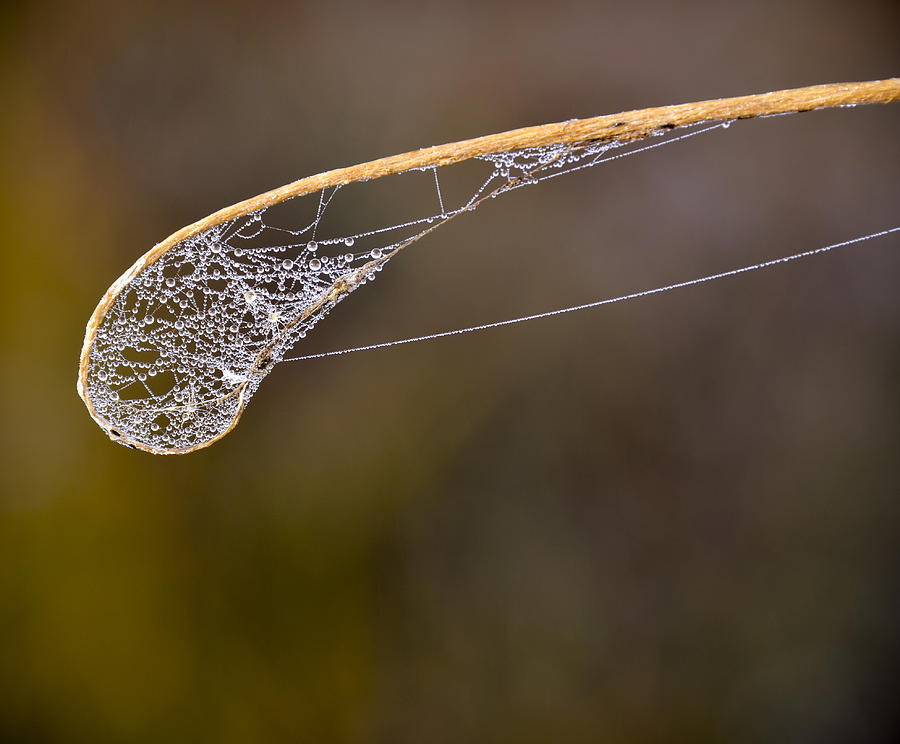 Dew Drop In Photograph by Carolyn Marshall