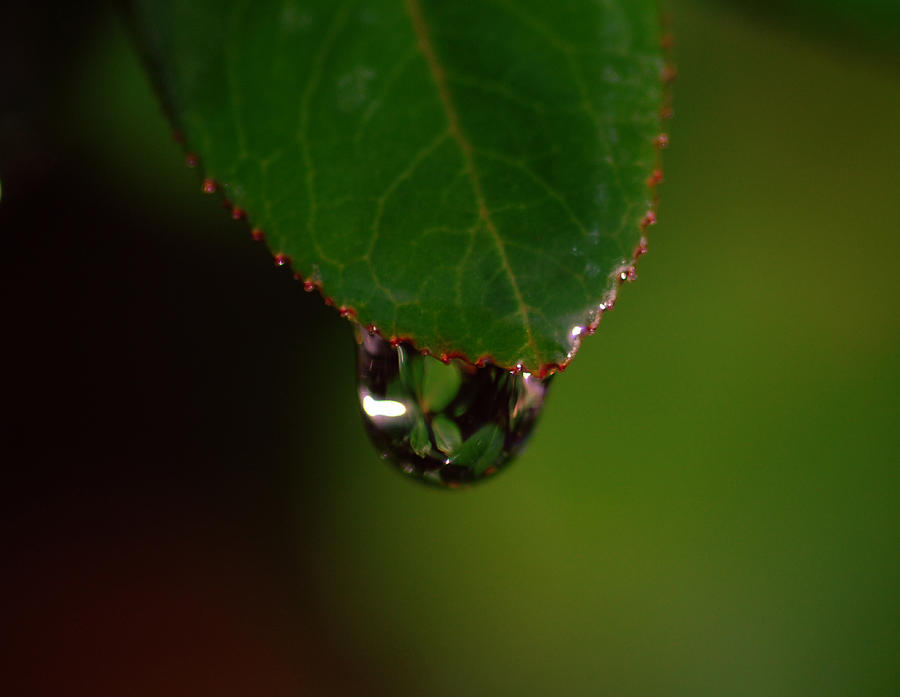 Dew Drop In Photograph by Donna Blackhall